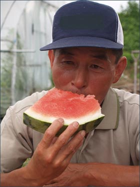 씨없는 수박을 생산한 논산시 부적면에 사는 유병두(50)씨. "일반수박에 비해 키우기가 까다롭지만 좀더 높은 가격을 받기 때문에 좋다"고 한다. 